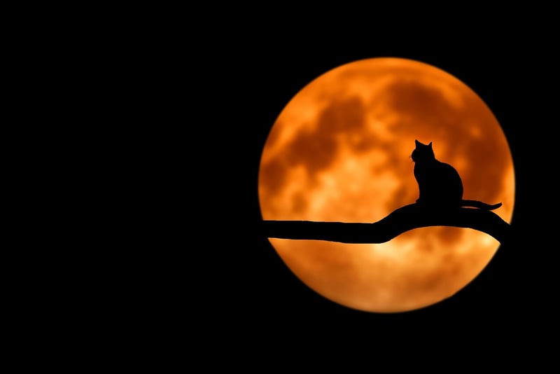 Moonlit decor